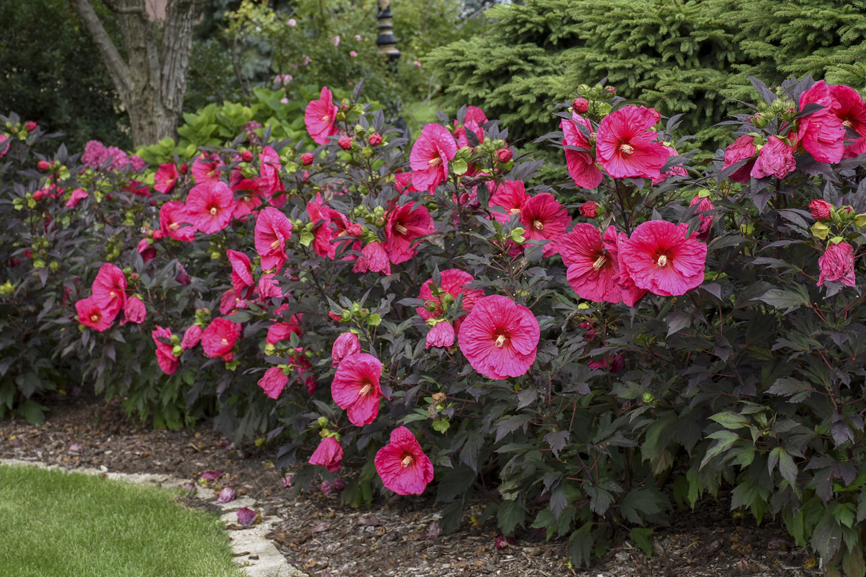 Hibiscus_EveningRose_WaltersGardens.jpg